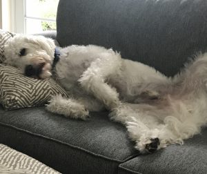 Teddy the dog's usual position 