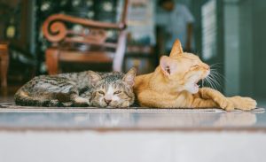 Make sure your pets get the best care.